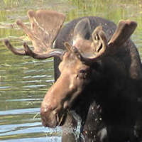 View the Moose Hunting Gallery